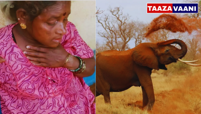 Mudigere Elephant Attack: Sudden attack on a woman working in a coffee plantation!