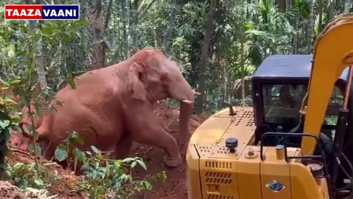 Sullia: Elephant rescued from 20-foot well in Sullia after 16-hour operation